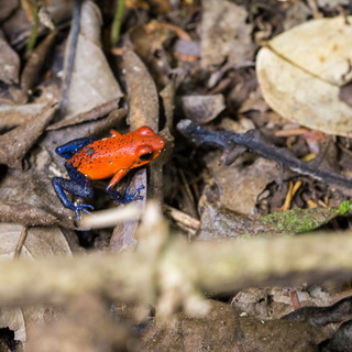 La Selva - Strawberry poison dart frog